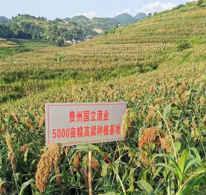 复刻茅台酒_复刻茅台酒货源批发_复刻茅台多少钱